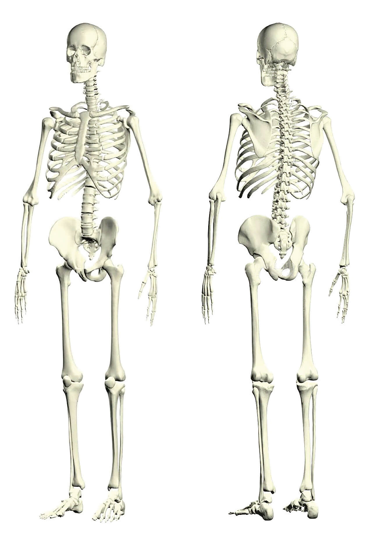 body.jpg