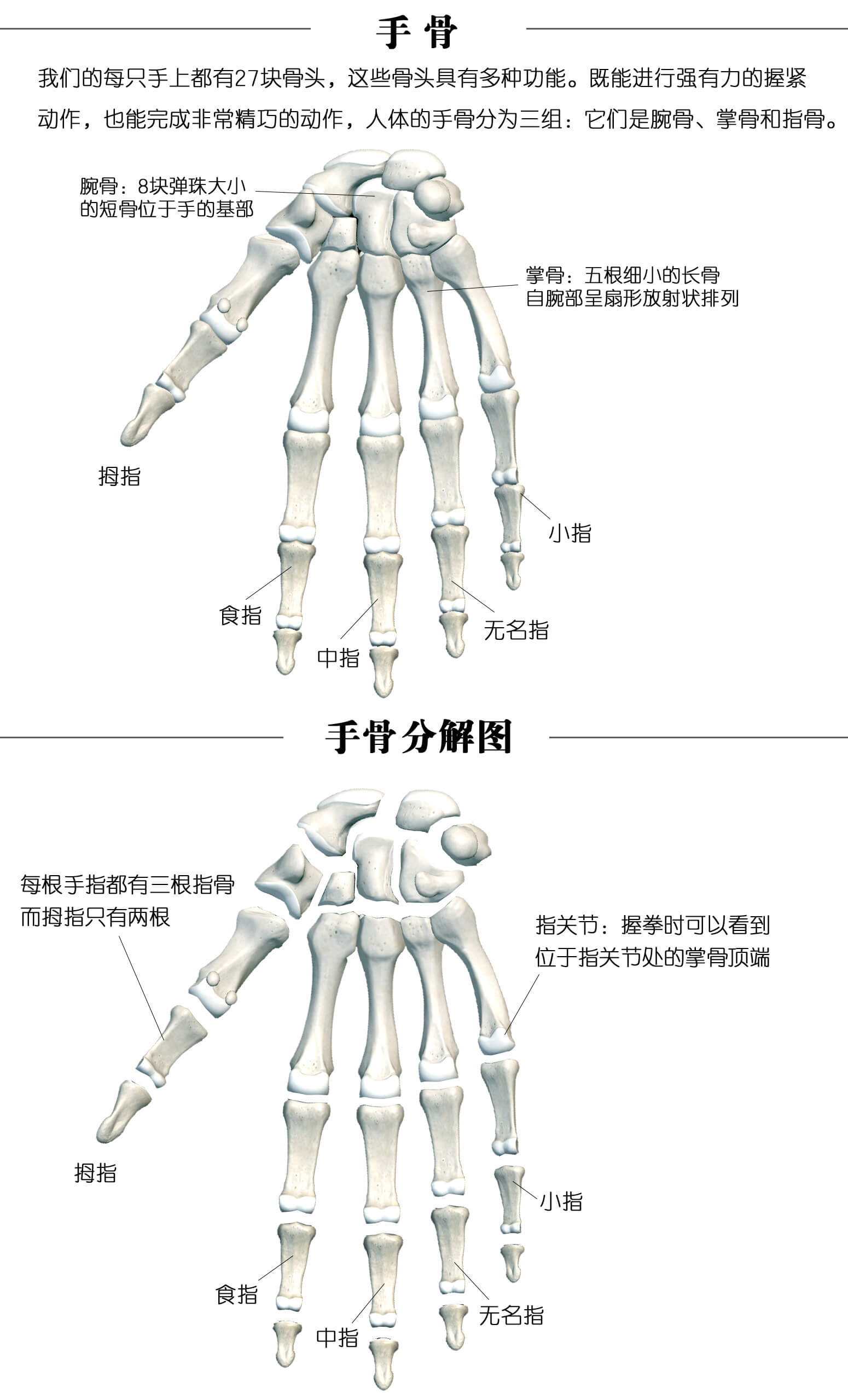 hand.jpg
